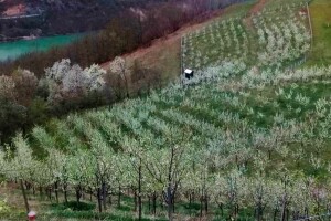 Mraz prošarao voćnjake, "nešto čudno" se desilo s jabukom