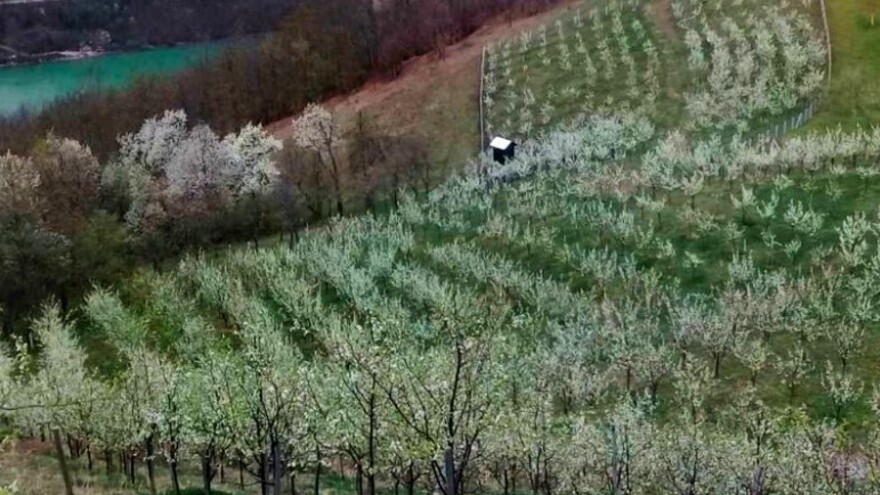 Mraz prošarao voćnjake, "nešto čudno" se desilo s jabukom