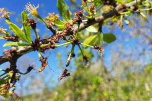 Bilježe se dugotrajne niske temperature, voćarima se savjetuje da pregledaju cvjetove