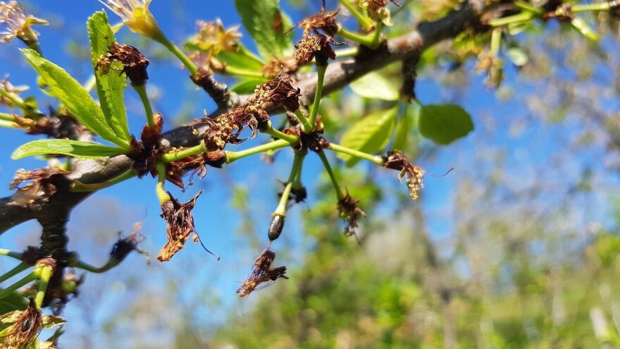 Bilježe se dugotrajne niske temperature, voćarima se savjetuje da pregledaju cvjetove