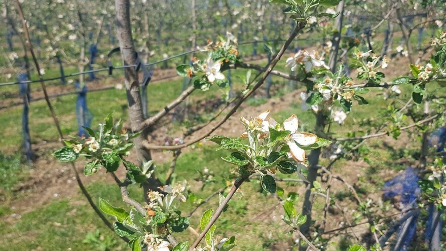 Struka savjetuje primjenu vatre za zaštitu od mraza, kako je pravilno izvesti?
