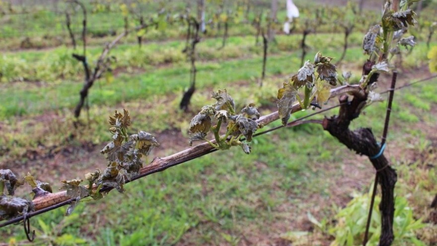 Štete od mraza u EU - milijardu eura!
