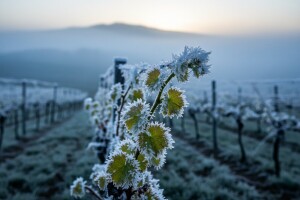 Mraz trajao tri dana, isplata štete nakon skoro godinu dana