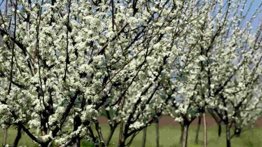 Mraz znatno umanjio rod voća u Prokuplju