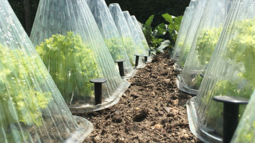 Kako zaštititi povrtnice od mraza?