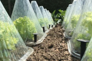 Kako zaštititi povrće od mraza?