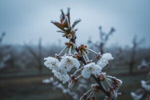 Mraz znatno umanjio rod voća u Prokuplju