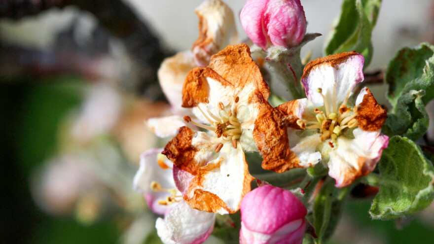 Nema sredstava za štete od mraza