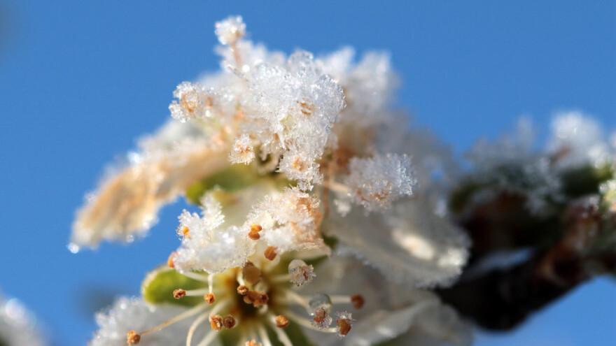 Novčana pomoć za 9 općina oštećenih mrazom