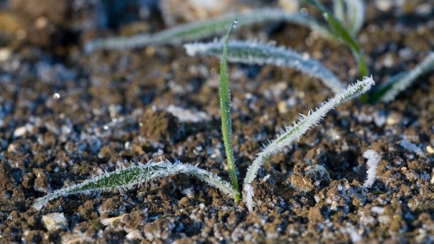 Za mlade usjeve najgora je golomrazica