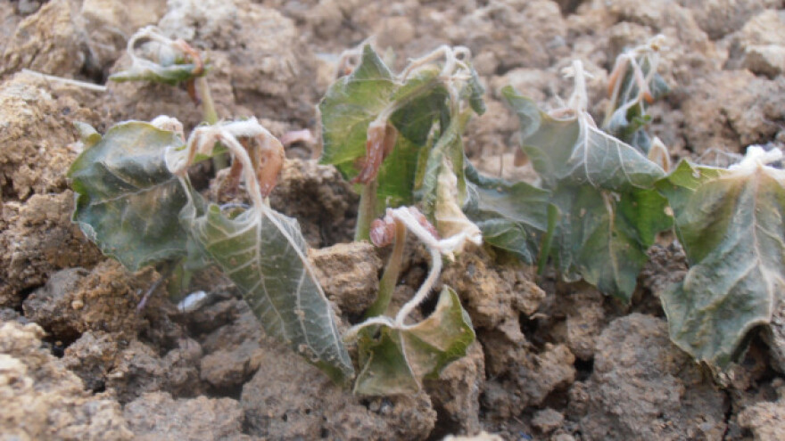 Štete od mraza ogromne, traži se način saniranja