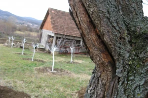 Šta je mrazopuc i kako ga sprečiti?