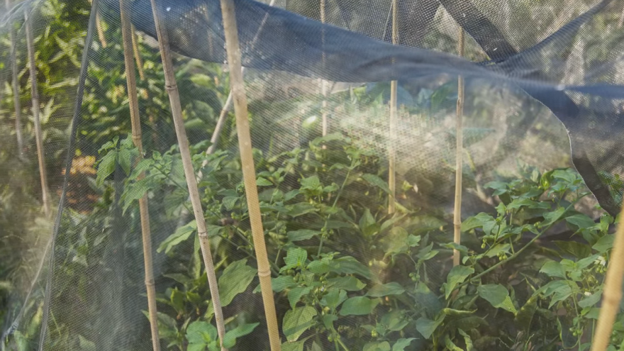 Mreža za zasjenjivanje sačuvat će povrće i cvijeće od ožegotina