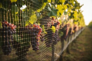 Mreža koja štiti lozu i s bočne stane