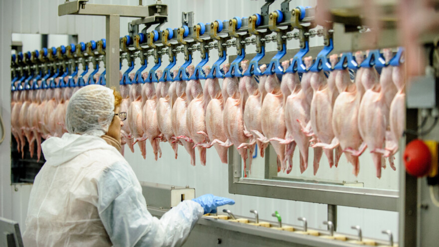 270 milijuna pilića godišnje: Zašto planirane megafarme brinu građane Sisačko-moslavačke županije?