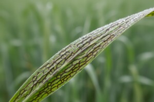 Mrežasta pegavost ječma i monilia veliki problemi
