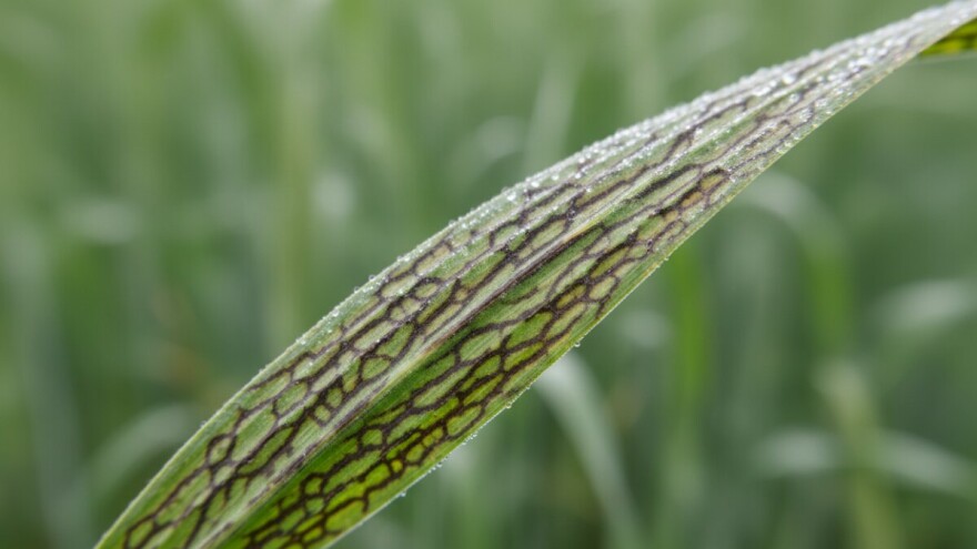 Mrežasta pegavost ječma i monilia veliki problemi