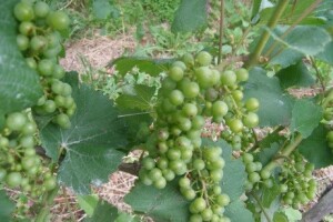 Bayer savjeti za vinogradare 29.06.-05.07.2015.
