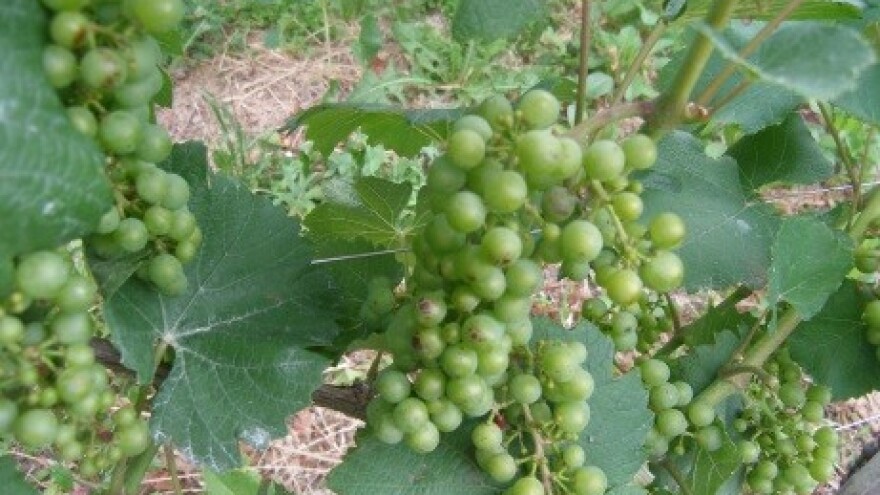 Bayer savjeti za vinogradare 29.06.-05.07.2015.