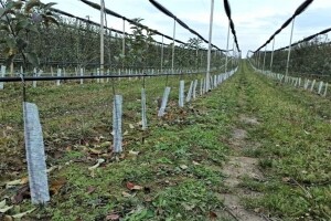 Mrežica oko sadnica voća - najsigurniji način borbe protiv glodara