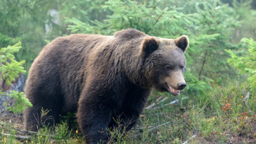 Na Tari uhvaćena i markirana tri mrka medveda