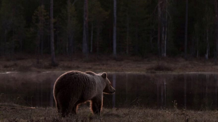 Golija: Meštani strahuju od susreta s medvedima