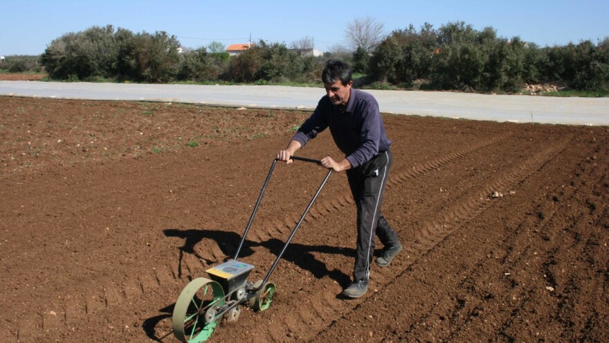Usprkos koronavirusu: Mrkva Olivera Čačića u Bari već niče!