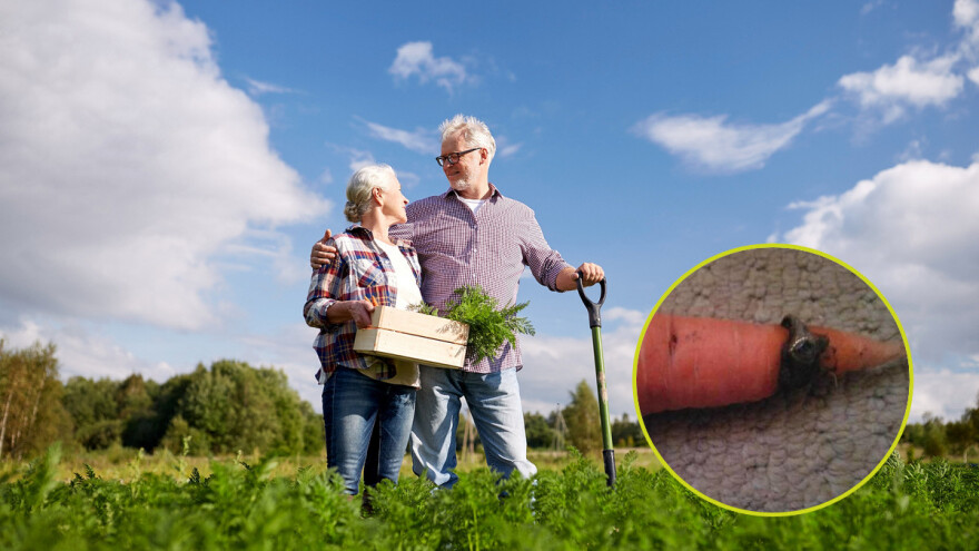 Izvadio mrkvu za ručak, a žena na njoj pronašla davno izgubljen prsten