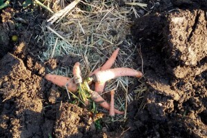 Dodjela besplatnih parcela svima koji se žele baviti povrtarstvom