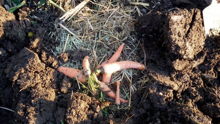 Dodjela besplatnih parcela svima koji se žele baviti povrtarstvom