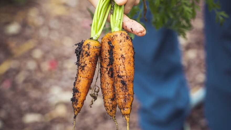 Kako uzgojiti mrkvu u eko vrtu?