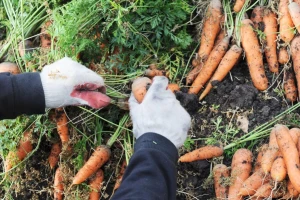 Domaća šargarepa konkurentna na tržištu