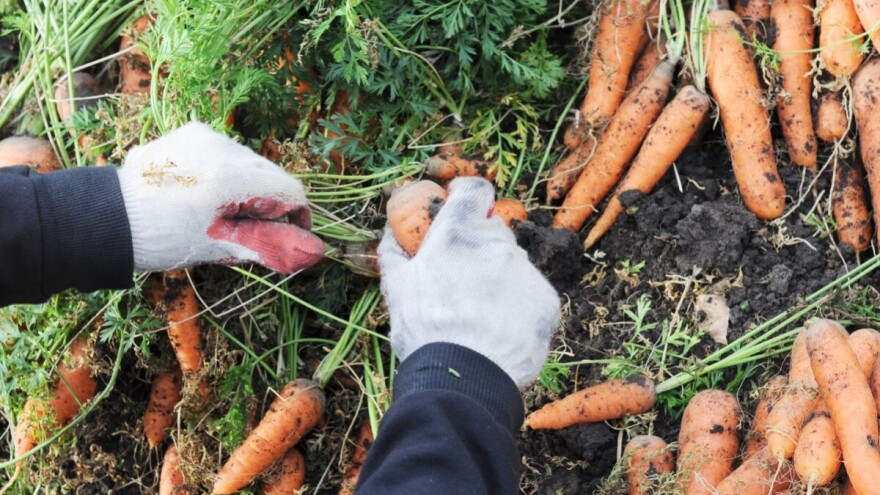 Domaća šargarepa konkurentna na tržištu