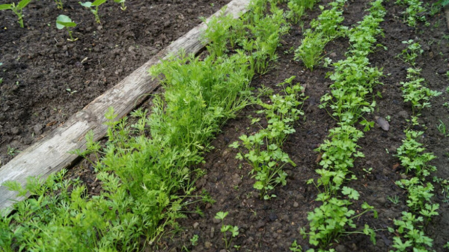 Suzbijanje korova u usjevima mrkve i peršina