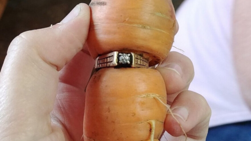 Izgubljeni dijamantni prsten "prisvojila" mrkva!