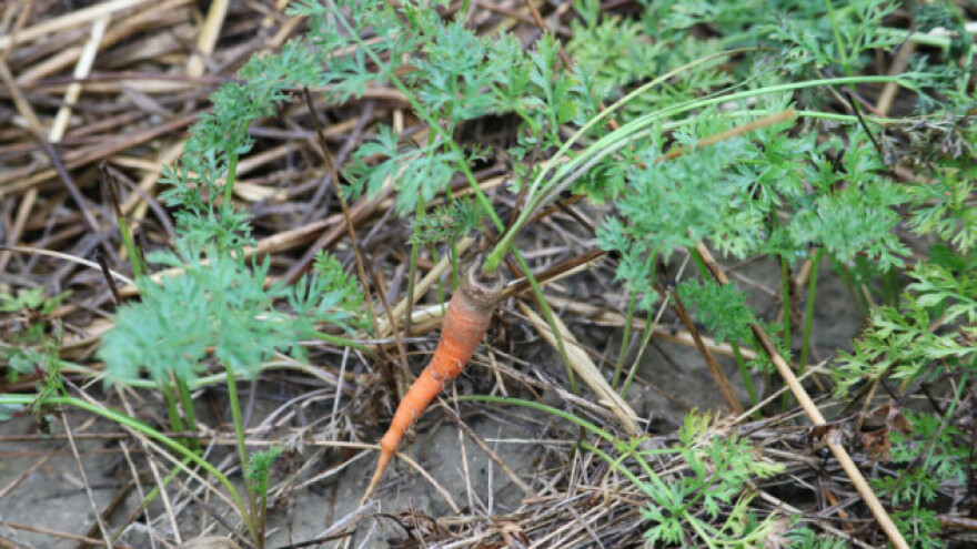 Suša učinila svoje - mrkva nikad tanja