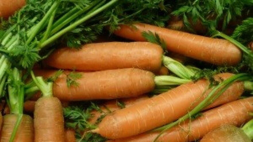 Zaštita korijenastog povrća