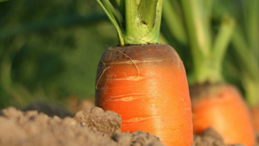 Zaštita od mrkvine muve