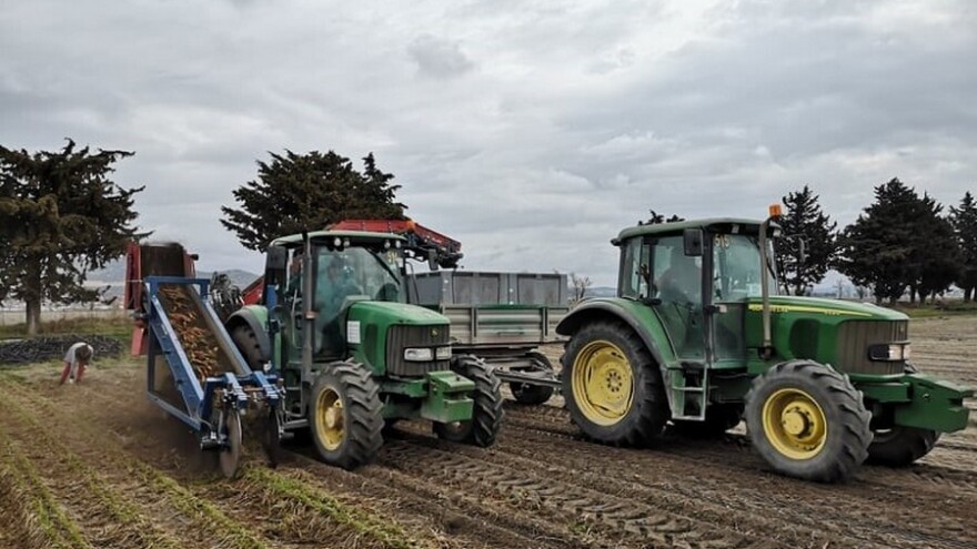 Vađenje i skladištenje mrkve - na šta obratiti pažnju?