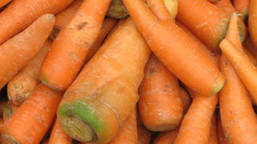 U Poreču rastu divovske mrkve