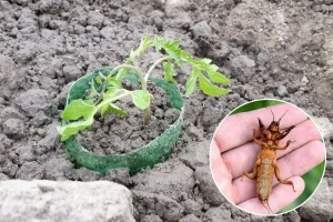 Evo savjeta kako da zaustavite rovce da pregrizu korijen rasada u vrtu