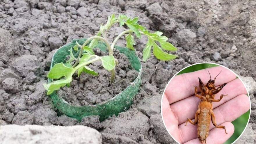 Evo savjeta kako da zaustavite rovce da pregrizu korijen rasada u vrtu