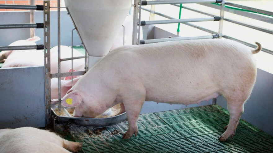 EFSA o riziku od MRSA-e u hrani za životinje