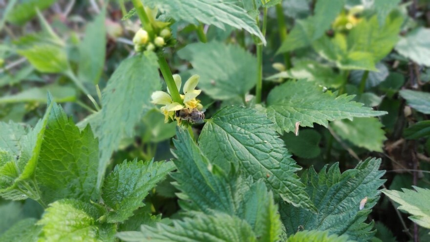 Oprašivači vole mrtve koprive