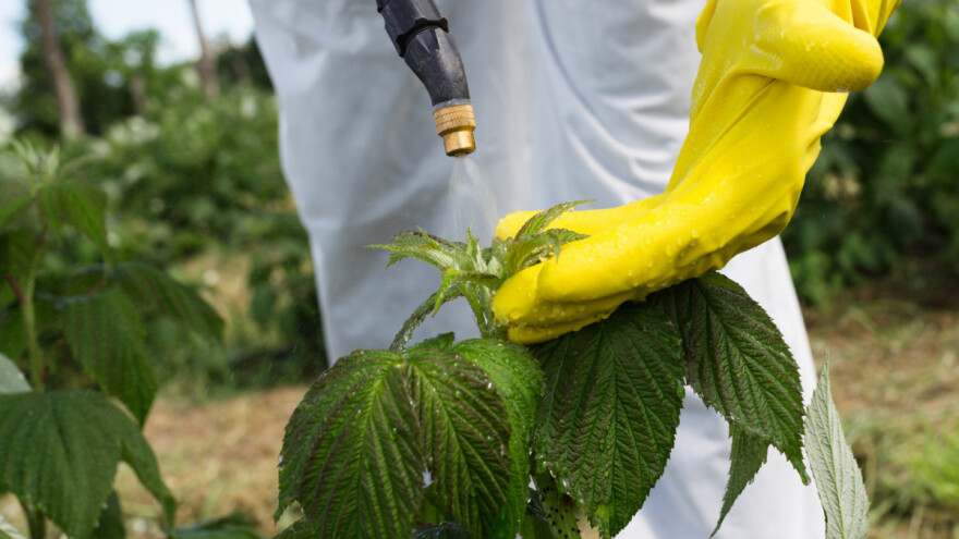 Biostimulatori u zaštiti maline od mraza - dobije se više nego što se uloži?