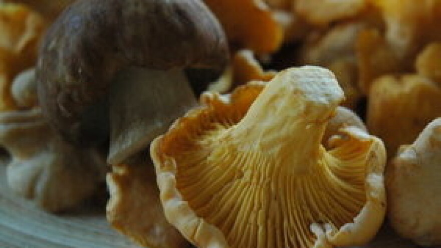 Jesen je sezona gljiva