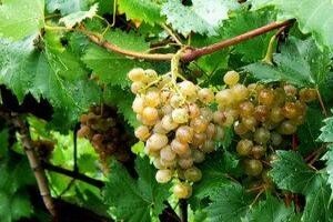 Na ocjenjivanje graševine pristiglo 150 uzoraka
