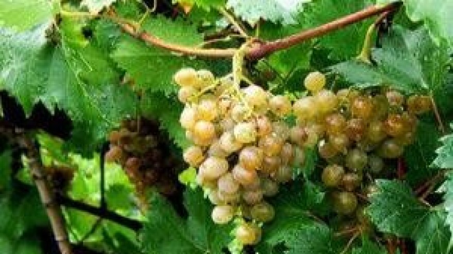 Na ocjenjivanje graševine pristiglo 150 uzoraka