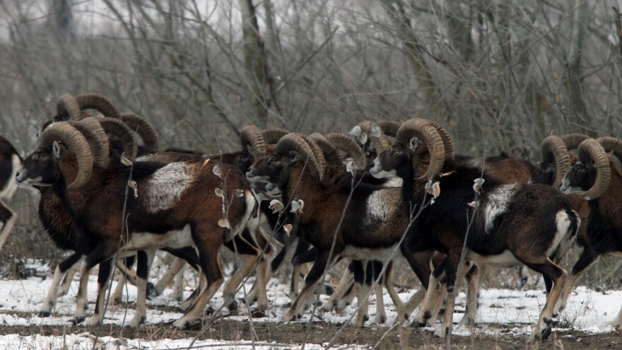 Kakve veze imaju migranti sa naseljavanjem muflona u Subotičkoj šumi?