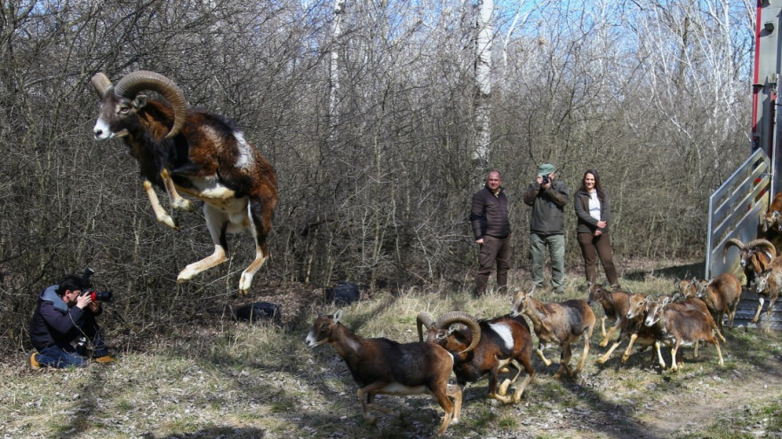 Ko ugrožava populaciju muflona i jelena u "Subotičkim šumama"?